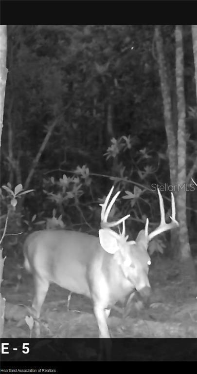 A black-and-white trail camera photo shows a large buck standing in a wooded area — 12000 US-98, SEBRING, FL