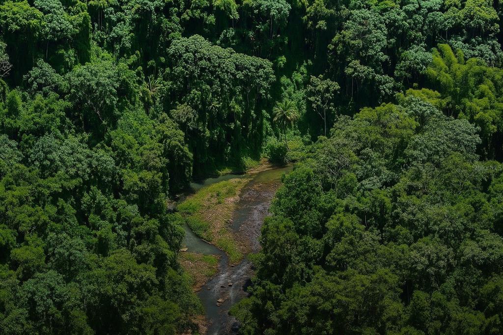 An aerial view shows a narrow, shallow stream winding through a dense, lush green forest — SOLAR 39 BO FRONTON, CIALES, PR