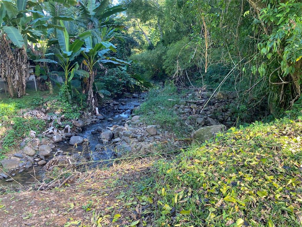 A small, rocky stream flows through a lush, wooded area with banana trees — Carr. 108, Camino Adelina BO. RÍO CAÑAS, MAYAGUEZ, PR