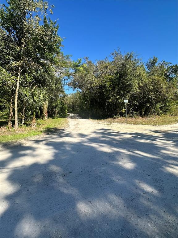 A dirt road leads into a dense, wooded area under a clear blue sky — OCASTA AVENUE, NEW PORT RICHEY, FL