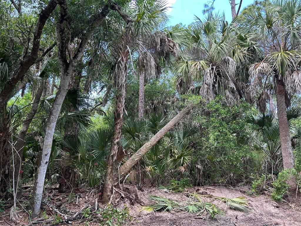 A wooded area featuring several palm trees and a leaning tree trunk — 7022 RIVERSIDE DRIVE, PUNTA GORDA, FL