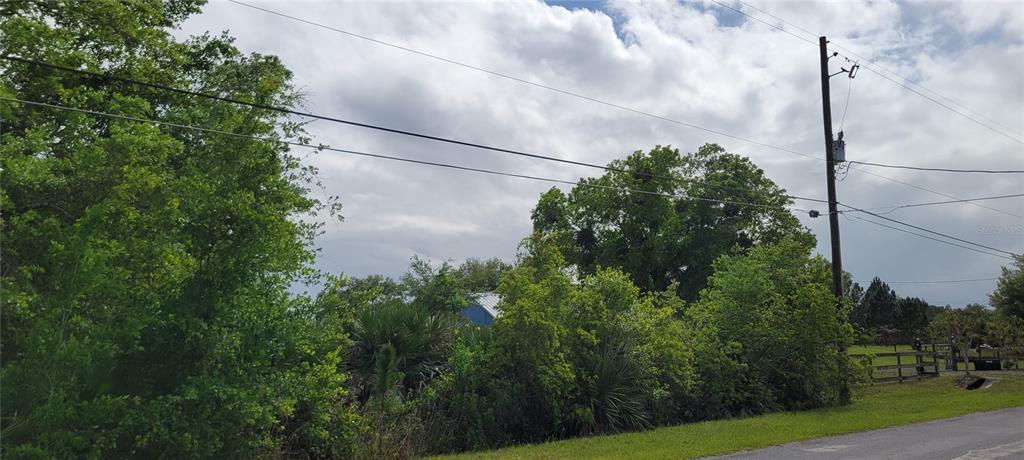 A utility pole stands near dense trees and bushes along the side of a road — RALSTON STREET, ORLANDO, FL