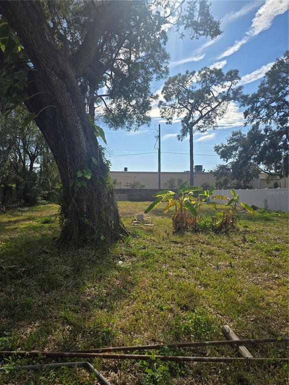 A large tree stands on a grassy lot with a banana plant and distant buildings — 8506 SUNBEAN LANE, TAMPA, FL