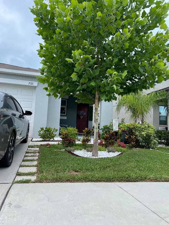 A view of a house exterior featuring a large tree, front lawn, and parked car — 7111 AMELIA COVE COURT, SUN CITY CENTER, FL