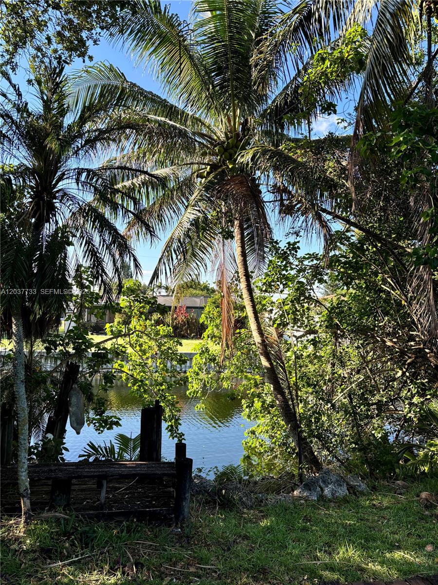 A palm tree stands near a canal with a wooden dock in the foreground — DAVIE, FL