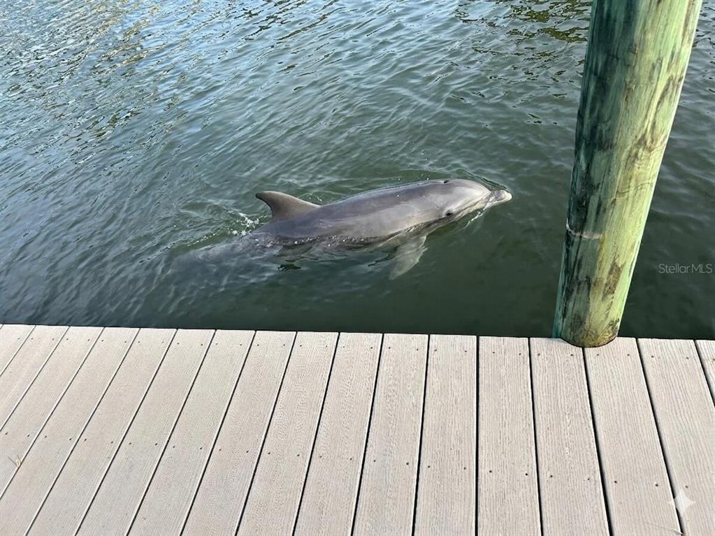 A dolphin swims in the water next to a wooden dock and a piling — 912 SW 48TH TERRACE UNIT 208, CAPE CORAL, FL
