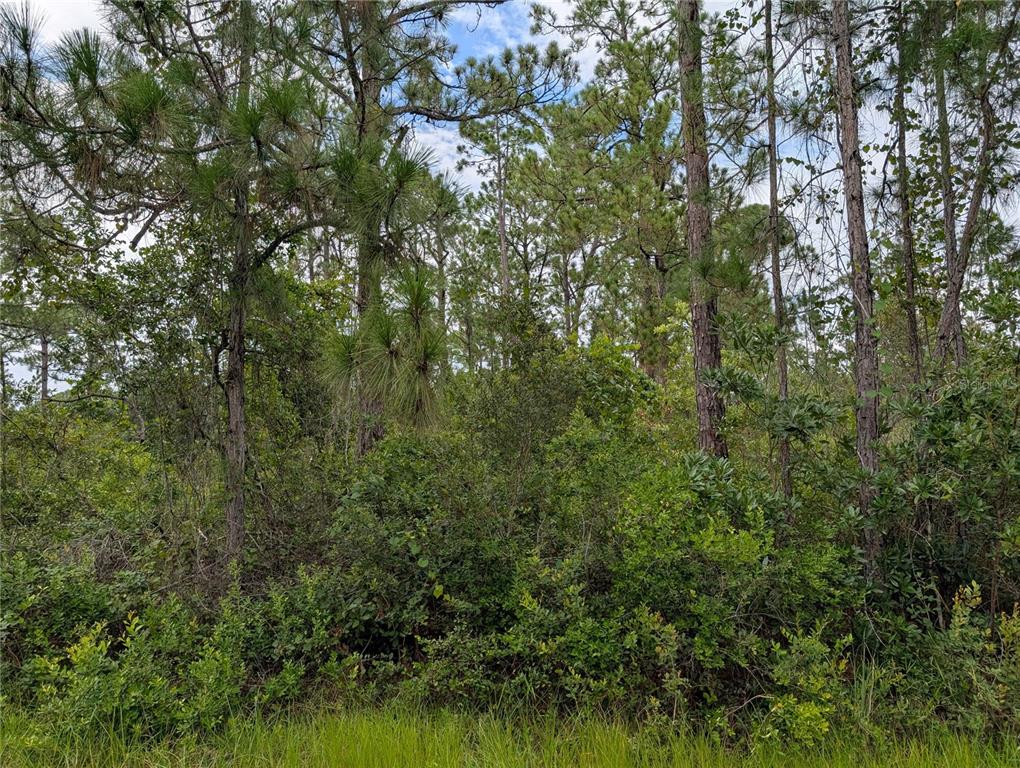 A dense, wooded lot with tall pine trees and thick underbrush under a cloudy sky — 302 PANDORA DRIVE, INDIAN LAKE ESTATES, FL