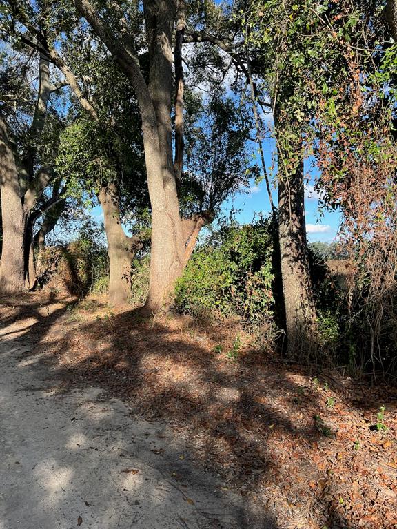 Large trees with textured bark stand along a dirt path near a wooded area — TBD N BRONSON AVENUE, TRENTON, FL