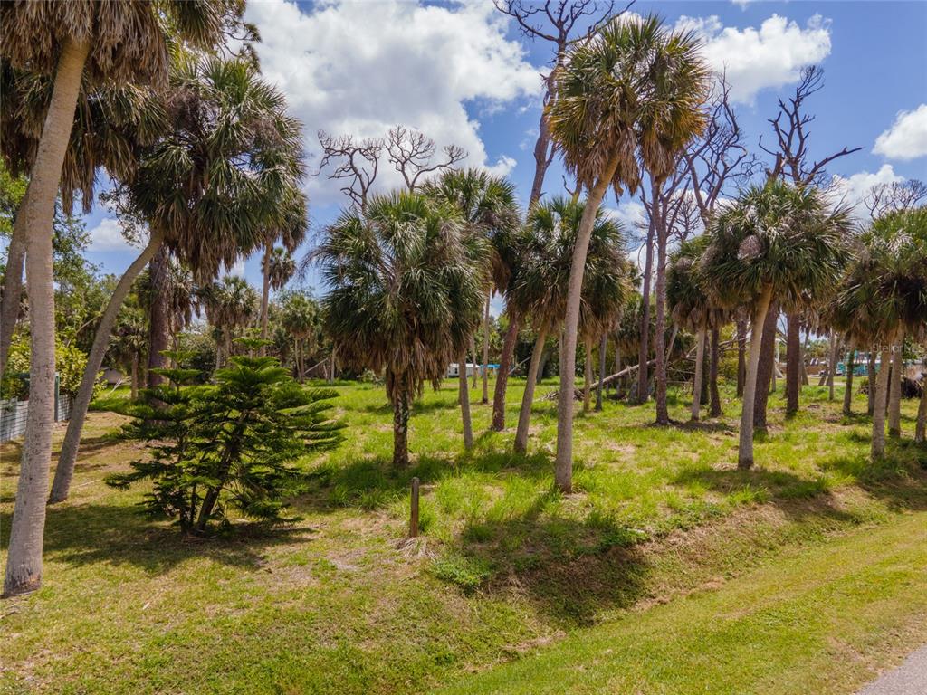 A grassy, wooded lot filled with numerous palm trees under a blue, cloudy sky — W COWLES STREET, ENGLEWOOD, FL