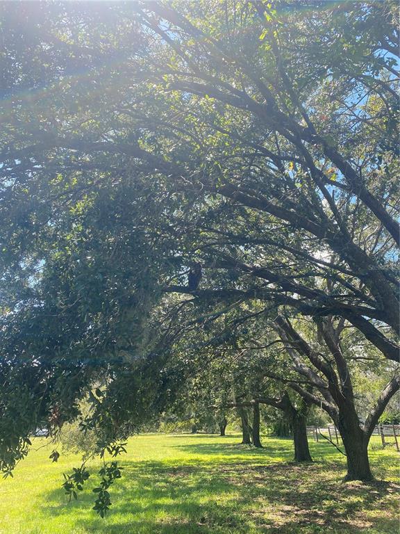 A large, mature oak tree with a wide canopy stands in a grassy field — 7505 274TH STREET E, MYAKKA CITY, FL