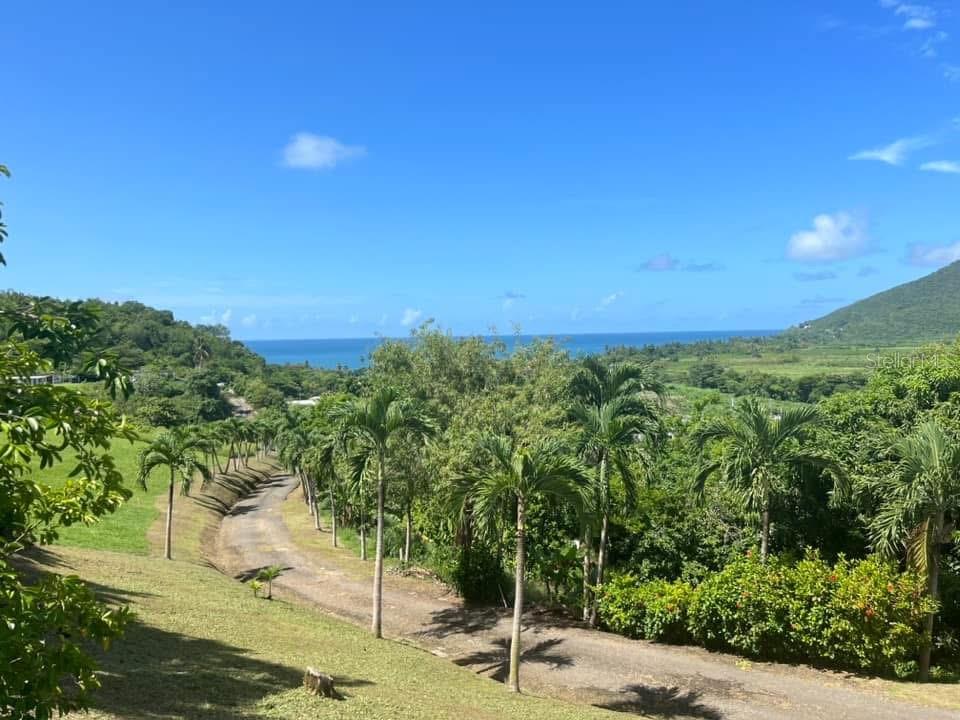 A dirt driveway winds through a grassy hillside lined with palm trees toward the ocean — 901 AMAZING VIEW HOUSE, MAUNABO, PR