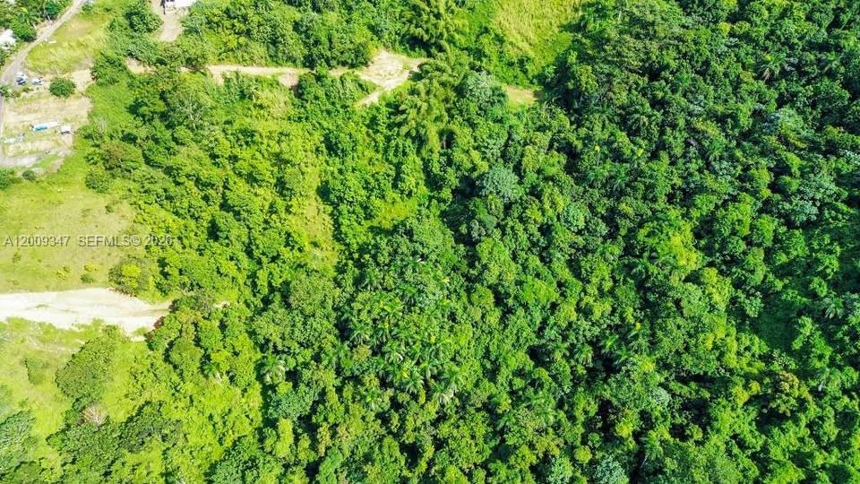 An aerial view shows a dense, green forest area adjacent to a dirt road — Bo. Campo Rico Carr 9957 Solar C KM3.2, PR, PR