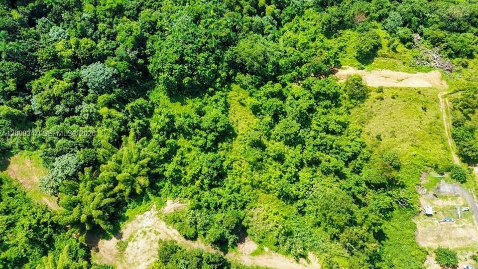 An aerial view shows a large, undeveloped plot of land covered with dense green vegetation — Bo. Campo Rico Carr 9957 Solar C KM3.2, PR, PR
