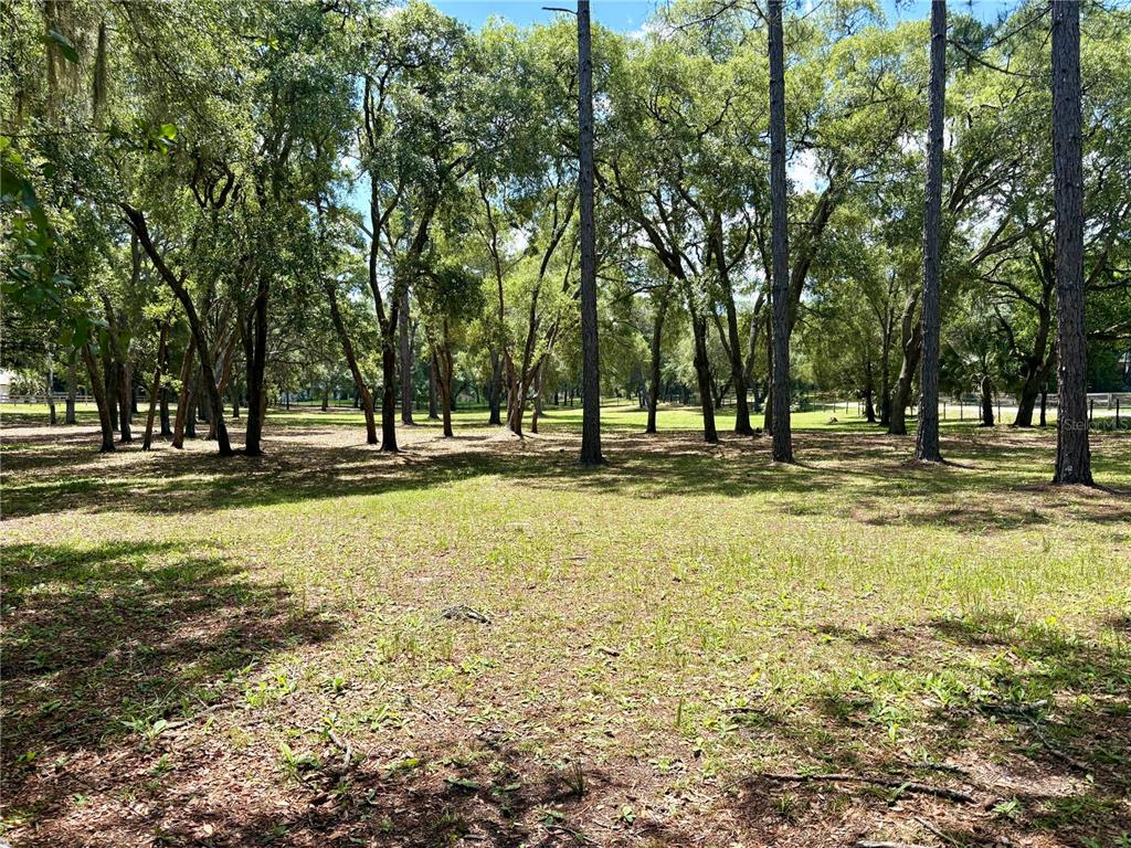 A grassy, sunlit lot is filled with numerous tall, mature trees — 390 FOOTHILL FARMS ROAD, ORANGE CITY, FL