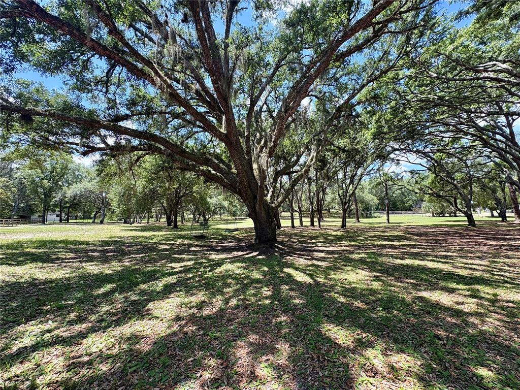 A large, mature oak tree stands in a grassy, sun-dappled yard with hanging swings — 390 FOOTHILL FARMS ROAD, ORANGE CITY, FL
