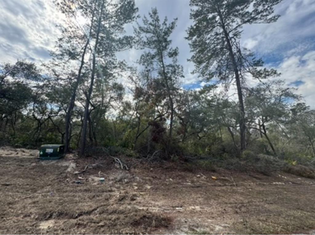 A vacant, wooded lot features a green utility box on the left side of the frame — 0 SW 25TH COURT, OCALA, FL