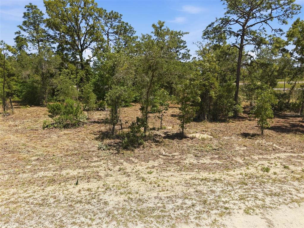 A vacant, sandy lot features scattered trees and shrubs under a clear blue sky — Lot 10 CAGARRO ROAD, WEEKI WACHEE, FL