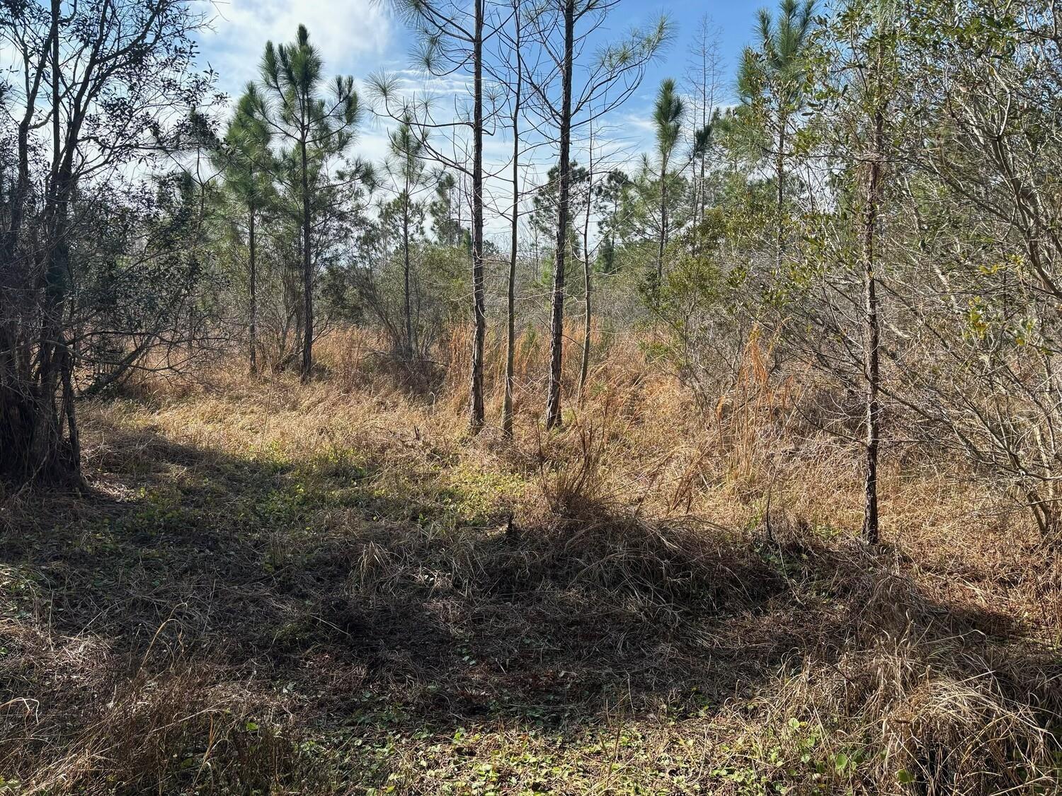 A wooded lot features tall pine trees and dry, brown grasses under a blue sky — 0 Old Grade Road, FL 33868, FL