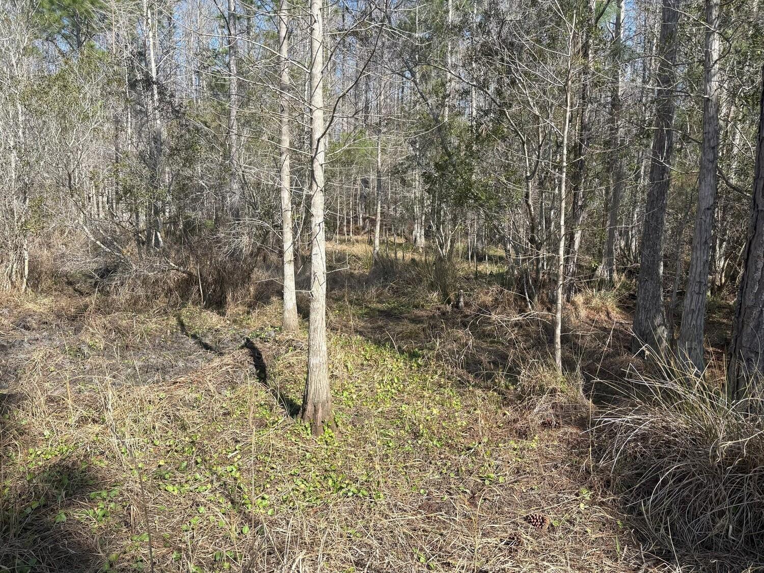 A wooded area with bare trees, tall grasses, and patches of green ground cover — 0 Old Grade Road, FL 33868, FL