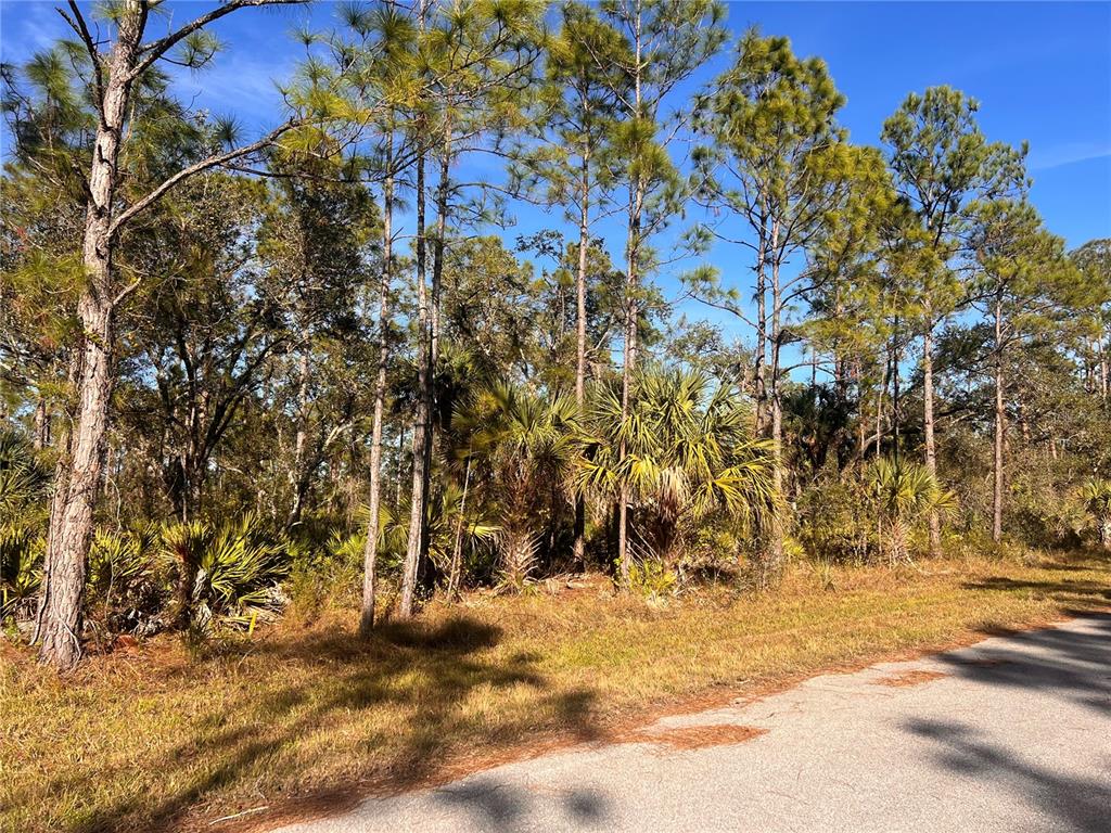 A paved road runs alongside a wooded lot featuring tall pine trees and palmetto bushes — 13092 HARBISON AVENUE, PORT CHARLOTTE, FL
