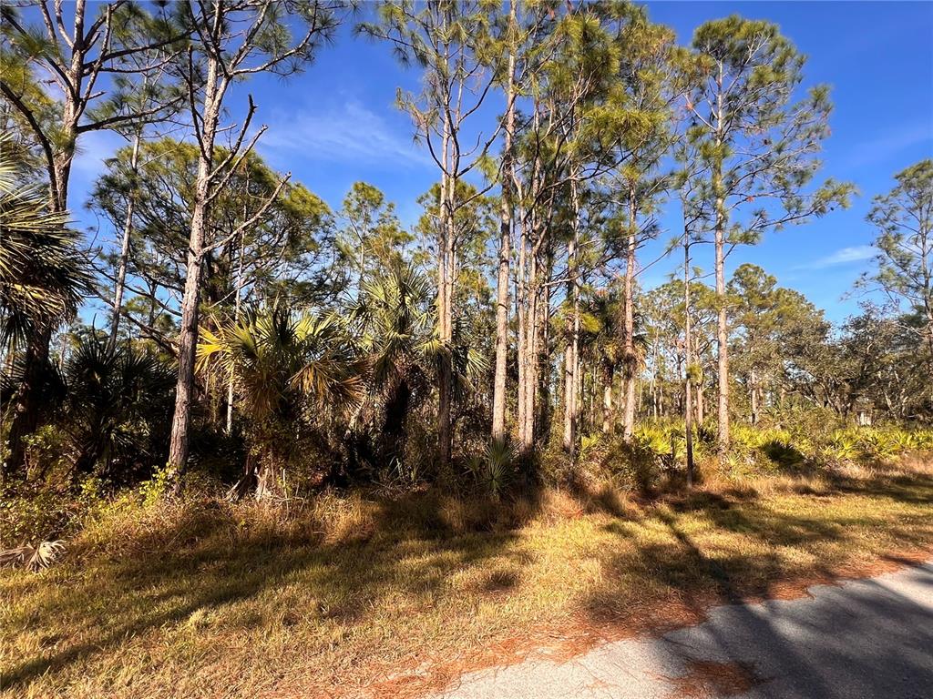A wooded lot with tall pine trees and palmetto bushes borders a paved road — 13092 HARBISON AVENUE, PORT CHARLOTTE, FL