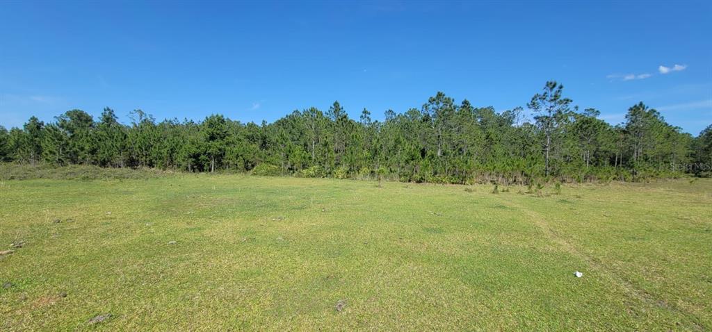 A wide, grassy field sits in front of a dense line of pine trees — DEEN STILL RD E ROAD E Lot B-178, POLK CITY, FL