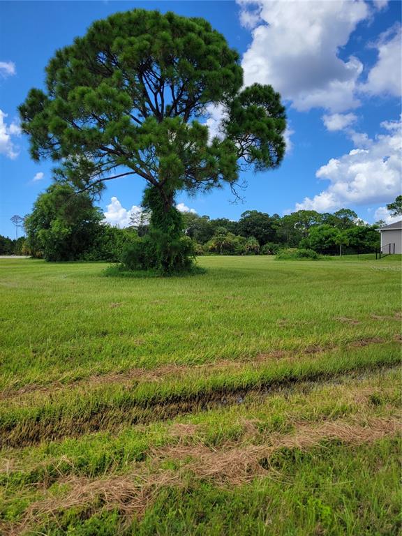 A large pine tree stands in the center of a grassy, open residential lot — 4142 NW 40TH AVENUE, CAPE CORAL, FL