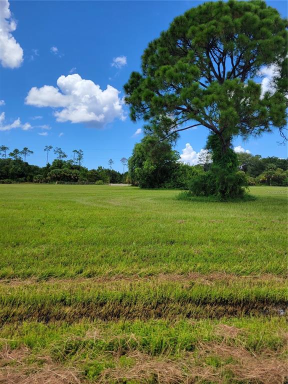 A large pine tree stands in the middle of a flat, grassy, open field — 4142 NW 40TH AVENUE, CAPE CORAL, FL