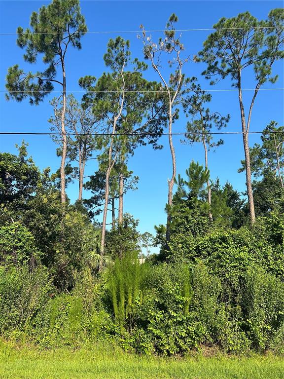 A view of tall pine trees and dense green vegetation against a clear blue sky — 6 RYBERRY DRIVE, PALM COAST, FL