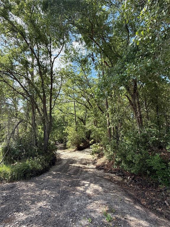 A dirt path winds through a dense, wooded area with tall trees and dappled sunlight — CREEKWOOD RUN, LAKELAND, FL