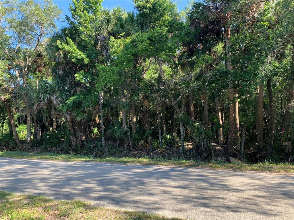 A paved road runs in front of a dense, wooded lot with many palm trees — 1310 PALM WAY, SANFORD, FL