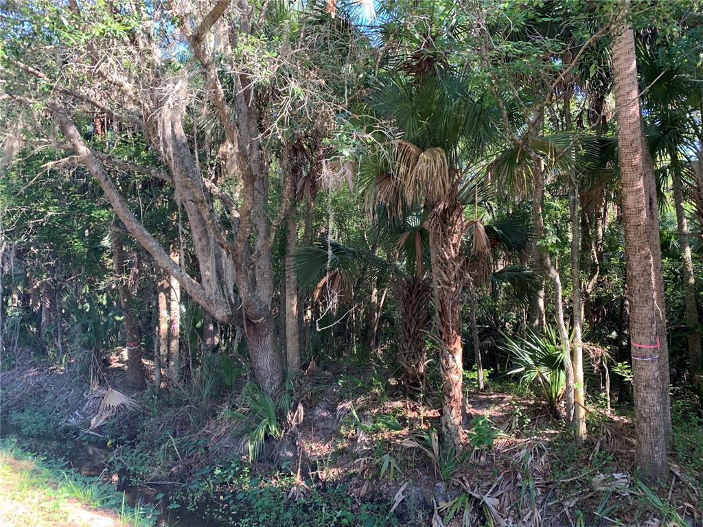 A dense wooded area featuring several palm trees and a small drainage ditch — 1310 PALM WAY, SANFORD, FL