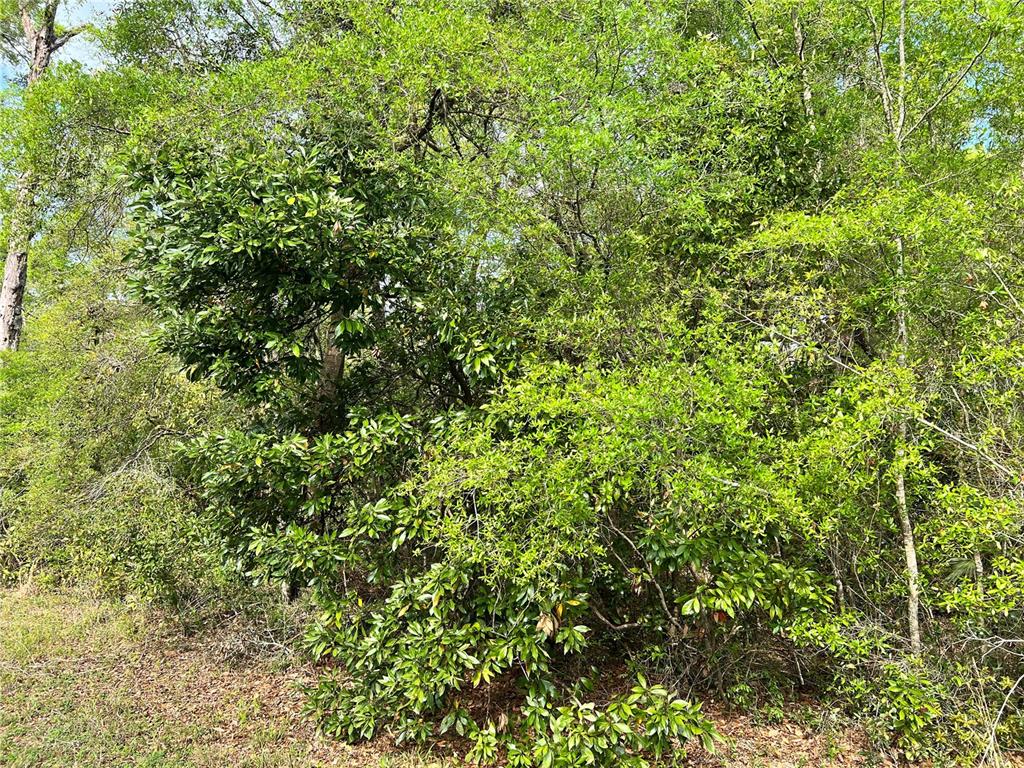 A dense thicket of green trees and shrubs fills the frame in a wooded area — NW 74TH COURT UNIT 112, CHIEFLAND, FL