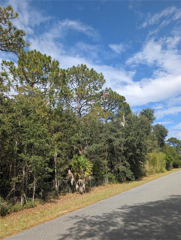 A paved road runs alongside a wooded lot with tall pine trees and dense vegetation — 6499 W HERITAGE DRIVE, HOMOSASSA, FL