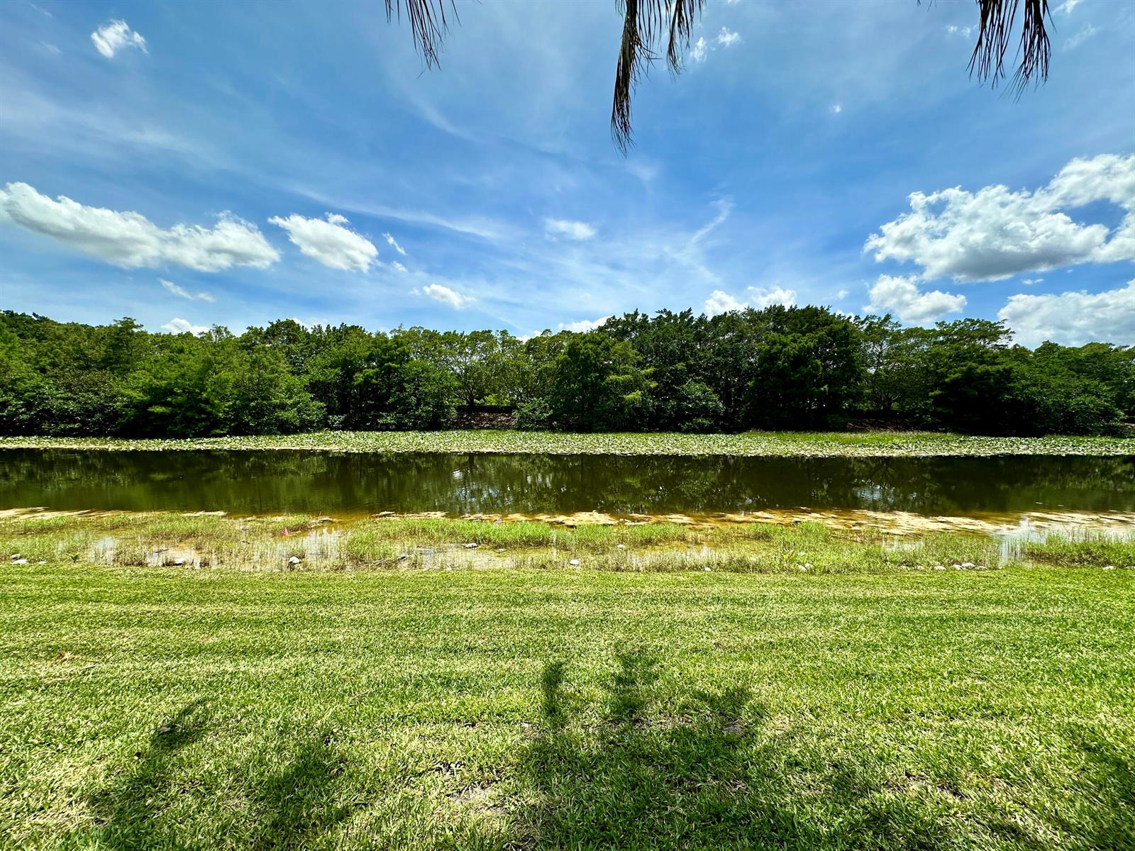 A grassy lawn leads to a pond bordered by lily pads and a dense tree line — 386 Carrington Drive, Weston FL 33326, WESTON, FL