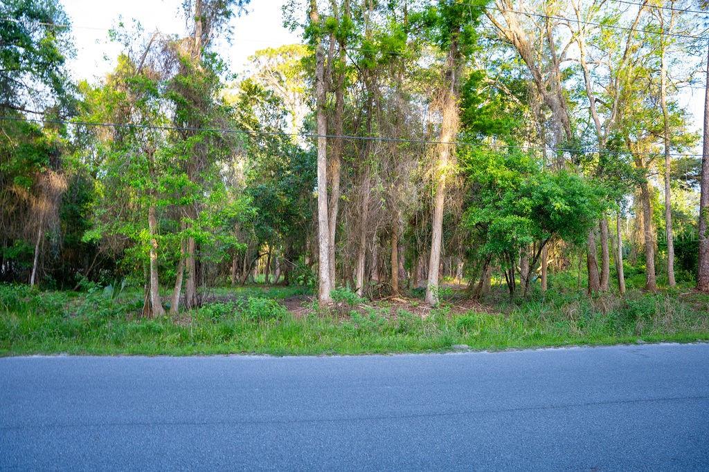 A paved road runs in front of a wooded lot with many tall trees — 172 WHISPERING PINES ROAD, GEORGETOWN, FL