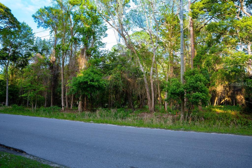 A paved road runs in front of a wooded lot with dense trees and vegetation — 172 WHISPERING PINES ROAD, GEORGETOWN, FL