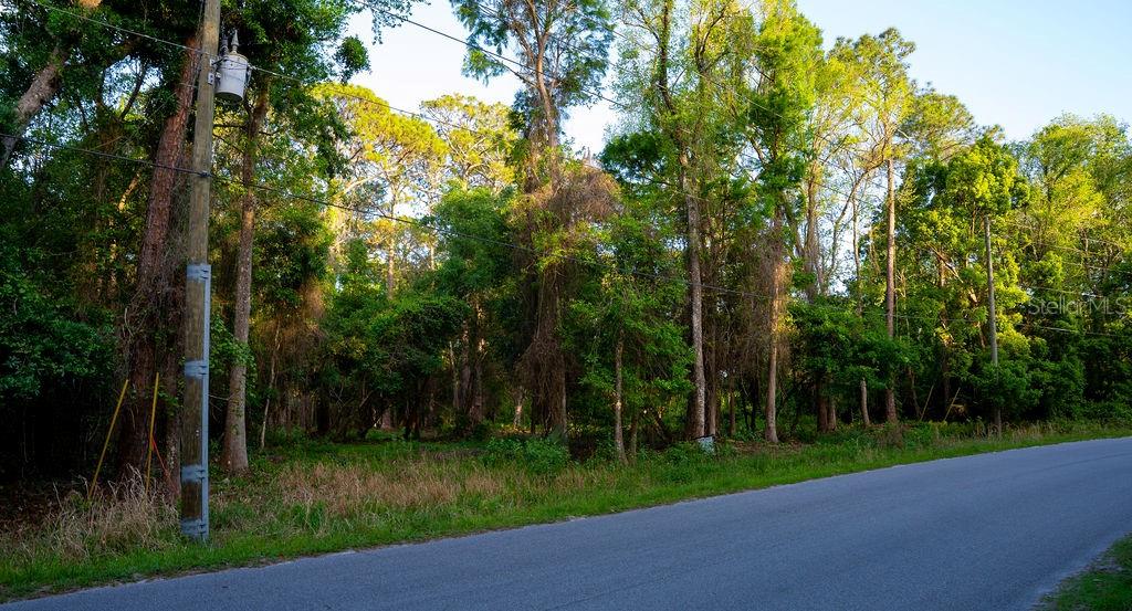 A paved road runs alongside a dense, wooded lot with a utility pole in the foreground — 172 WHISPERING PINES ROAD, GEORGETOWN, FL