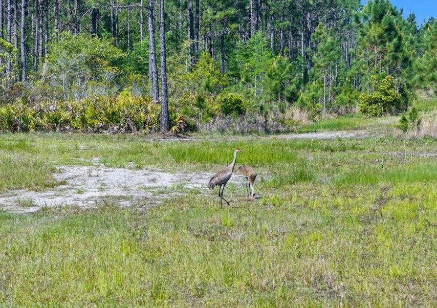 Two sandhill cranes stand in a grassy field bordered by a dense pine forest — 0 CARTER STREET, BUNNELL, FL