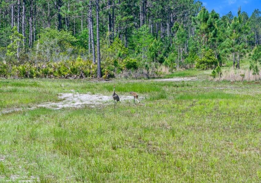 Two sandhill cranes stand in a grassy field bordered by a dense pine forest — 0 CARTER STREET, BUNNELL, FL