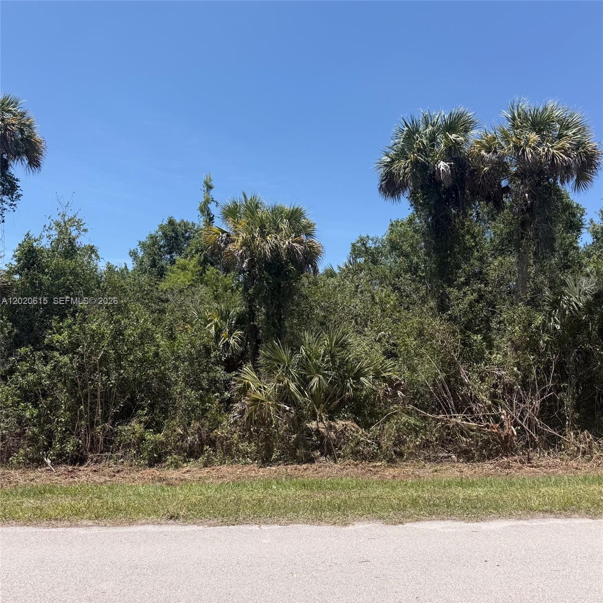 A paved road borders a dense, wooded lot featuring several tall palm trees — 3811 SE 34 Ave, Naples FL 34117, NAPLES, FL