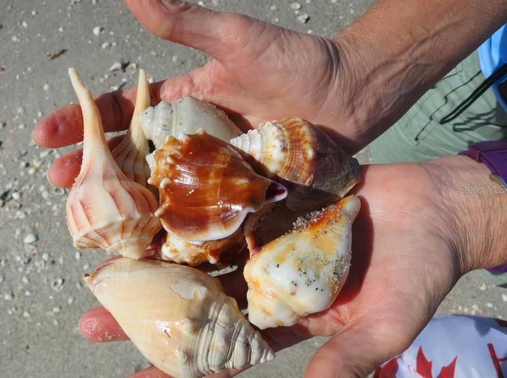 A person holds a collection of various seashells in their cupped hands over a beach — 177 GULF BOULEVARD UNIT A, PLACIDA, FL