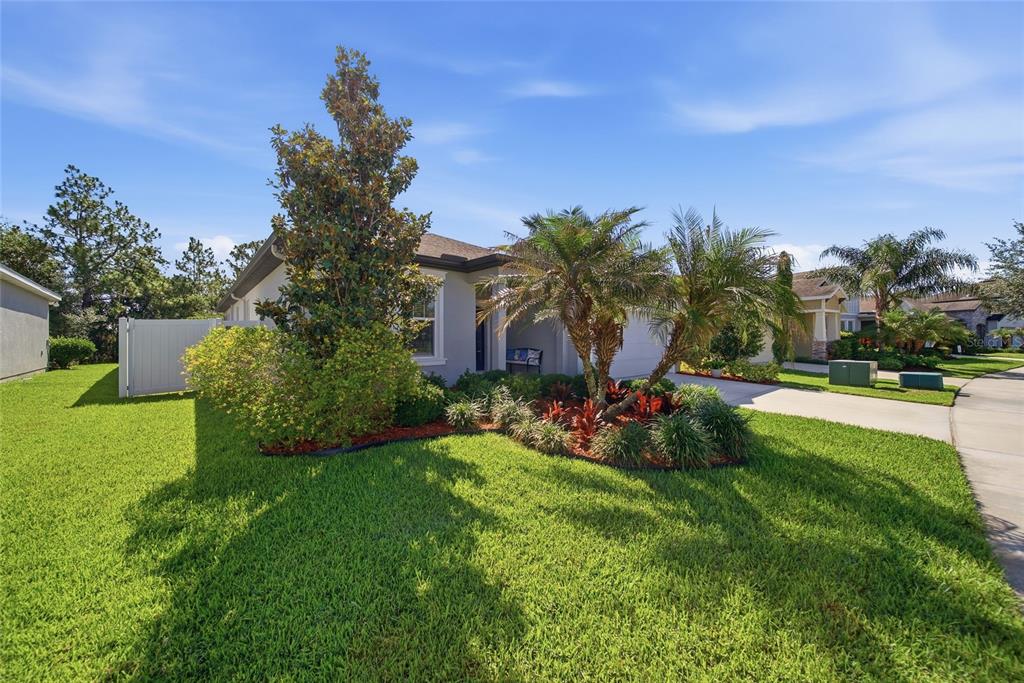 A single-story house with a manicured lawn, palm trees, and a white privacy fence — 5234 TURTLE BAY DRIVE, WESLEY CHAPEL, FL