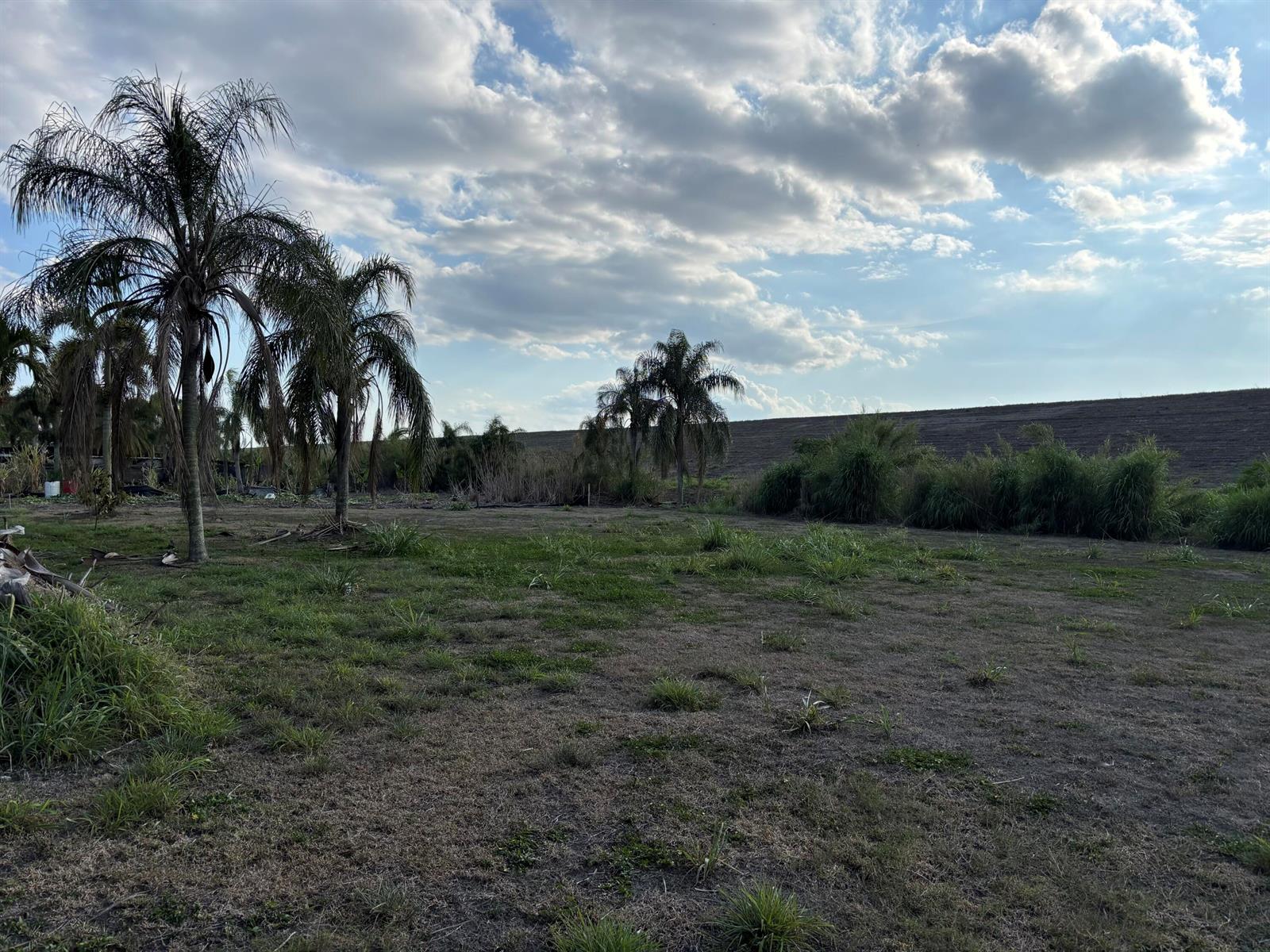 A grassy field with several palm trees under a cloudy blue sky — 0 Airport Road, Pahokee FL 33476, PAHOKEE, FL