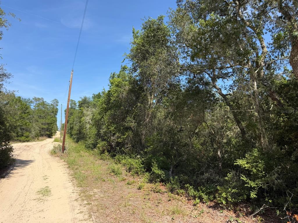 A dirt road runs alongside a wooded lot with a utility pole under a blue sky — TBD NE 234 PLACE, FORT MC COY, FL
