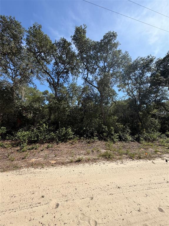 A sandy road runs in front of a wooded lot with several tall oak trees — TBD NE 234 PLACE, FORT MC COY, FL