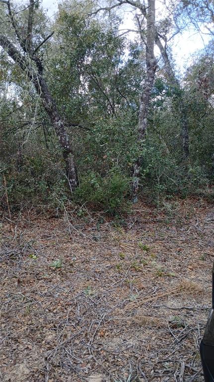 A wooded lot with scattered dry leaves and branches under a canopy of trees — TBD NE 234 PLACE, FORT MC COY, FL