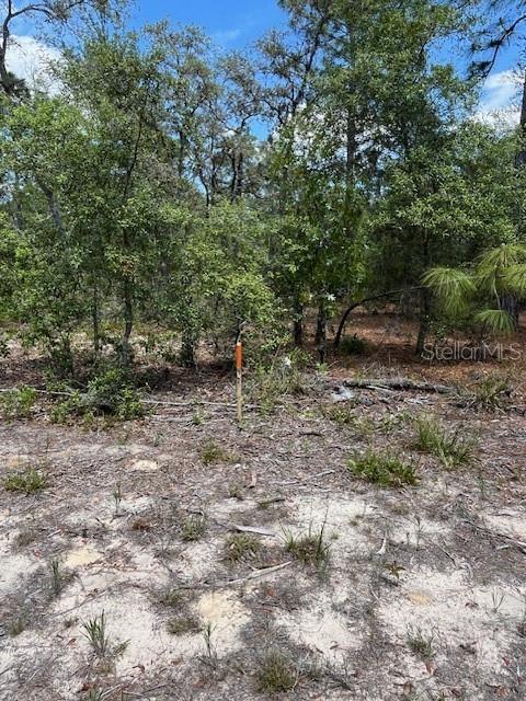 A wooden survey stake stands in a sandy, wooded lot under a blue sky — TBD SW 57TH AVENUE UNIT 46 & 47, INTERLACHEN, FL