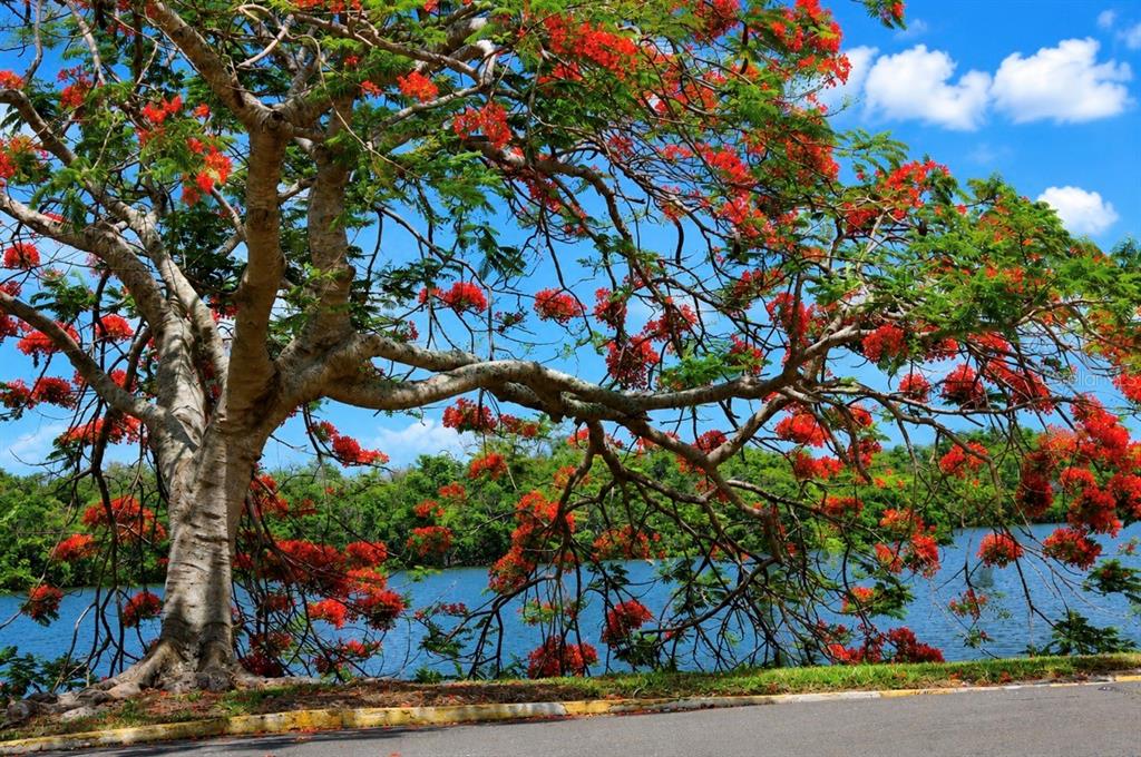 A large, blooming royal poinciana tree stands beside a lake near a paved road — 611 DESTINY DRIVE UNIT 307, RUSKIN, FL
