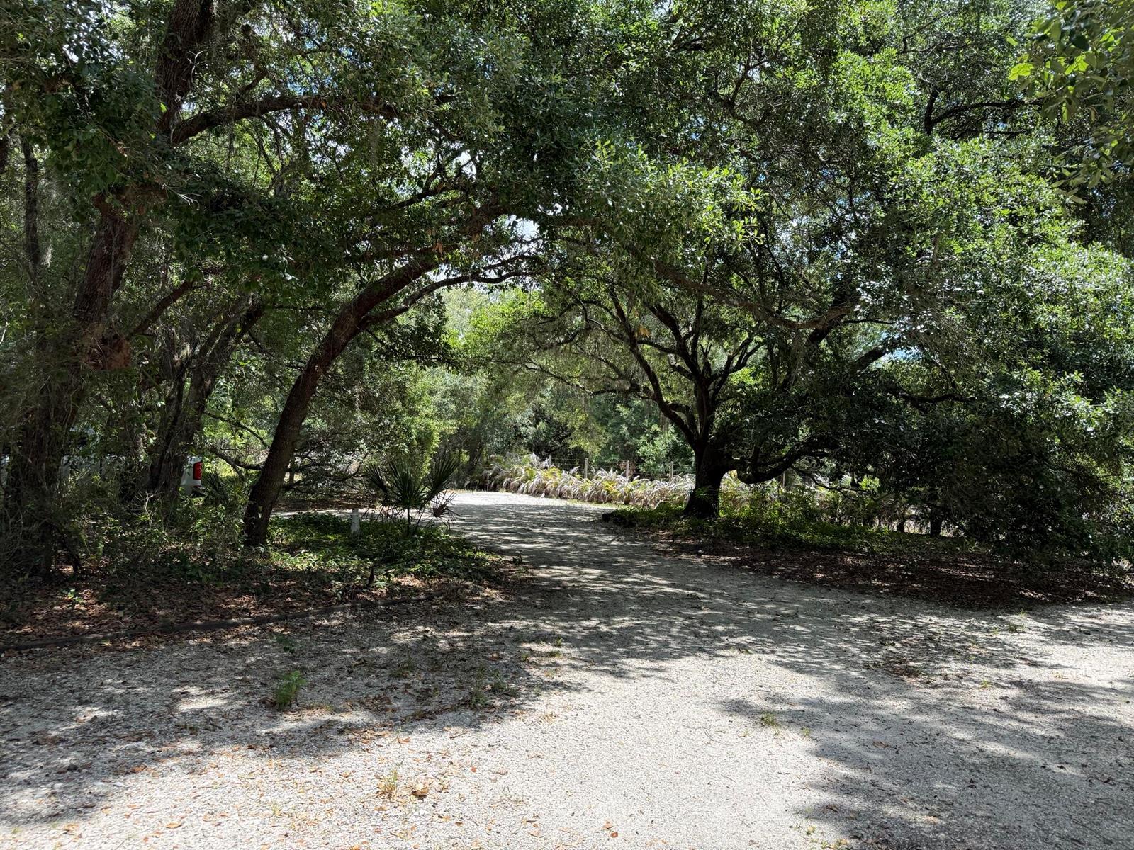 A gravel driveway leads through a canopy of large, mature oak trees — 18561 NW 306th Street, Okeechobee FL 34972, OKEECHOBEE, FL